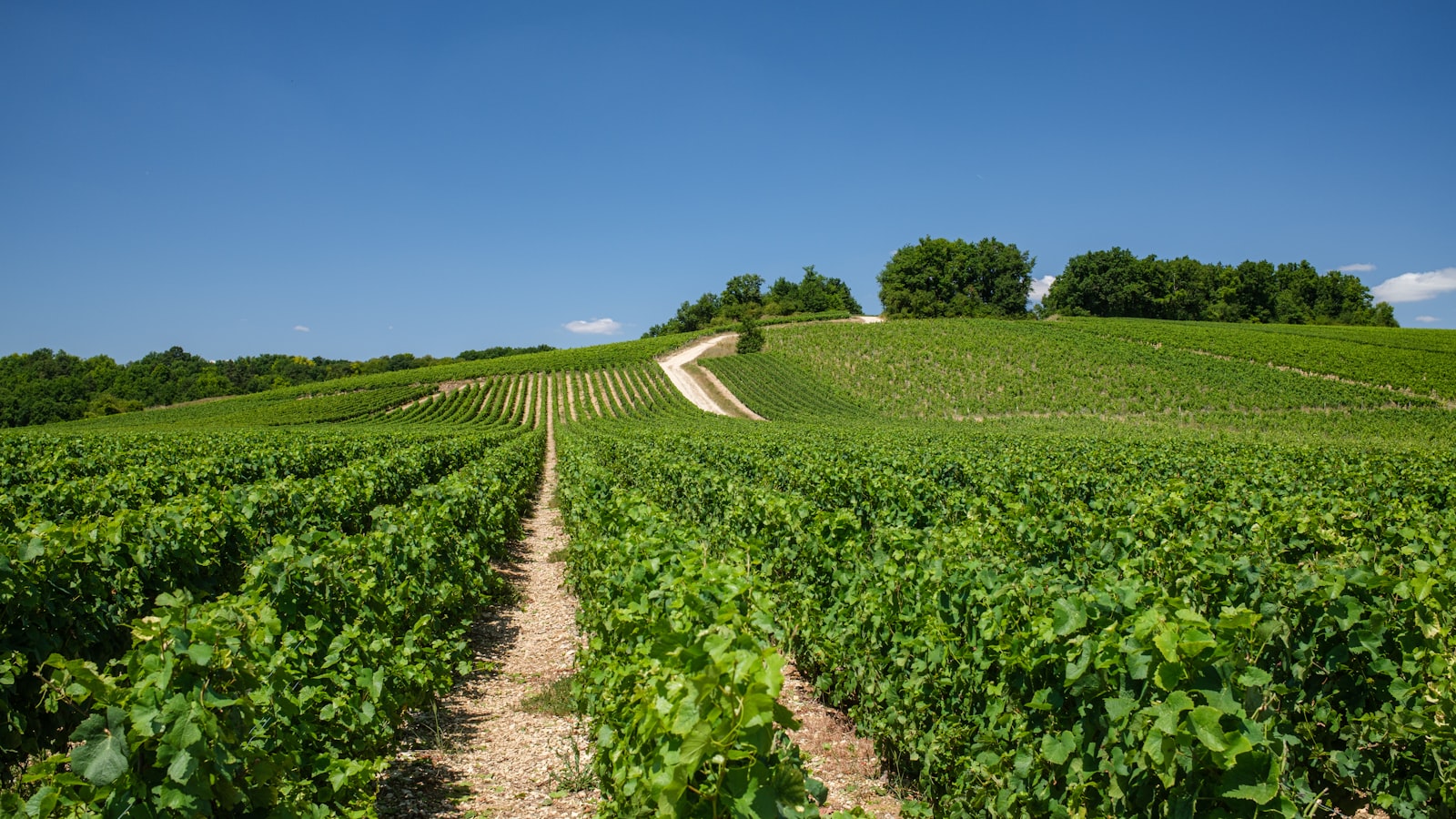 Green plantation rows seen from ground level